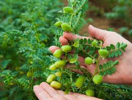 حمص أخضر مالح