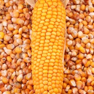 a pile of corn